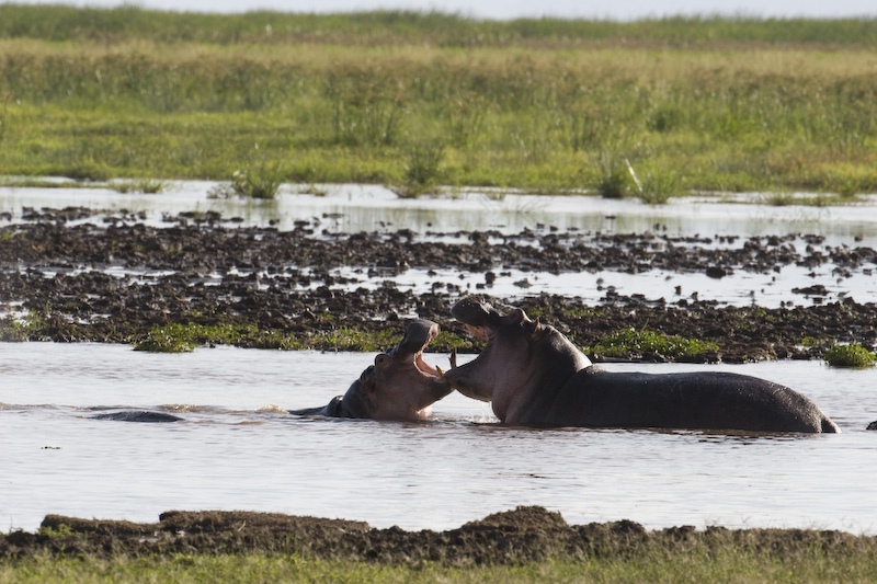 Hippopotami Sparring